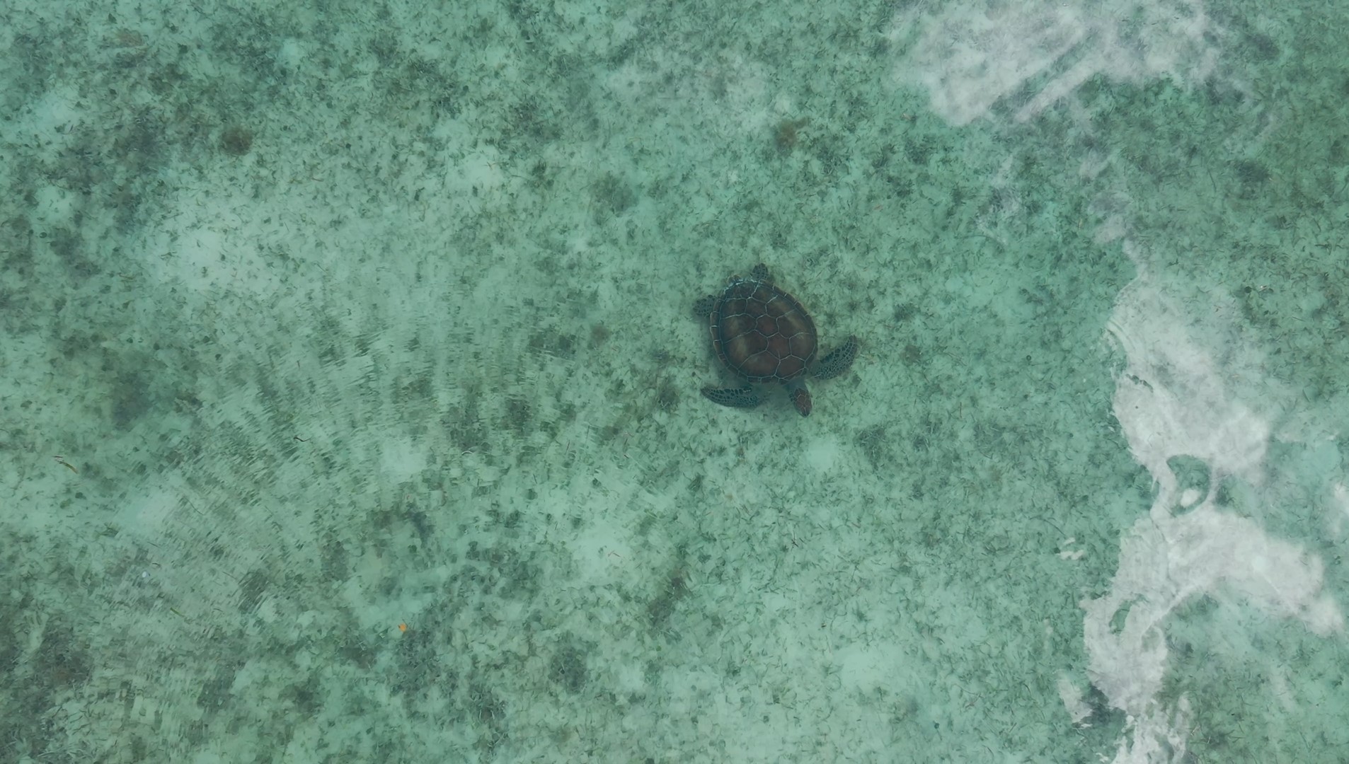 Nathans - drone footage of sea turtle